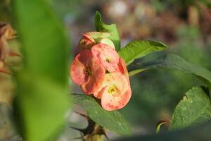 Close up red euphorbia milii , crown of thorns in pot photo