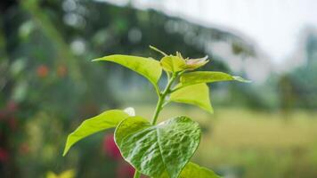 The leaves and shoots of the bougainvillea ornamental plant are exposed to soft morning sunlight photo