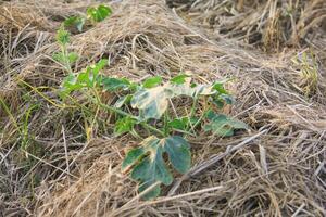 Watermelon plant seeds planted around dry straw photo