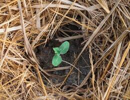 Watermelon plant seeds planted around dry straw photo