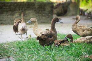 A group of ducks enjoying the afternoon by relaxing and resting photo