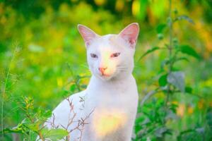 White cat in the green grass photo