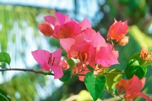 Bougainvillea flowers or paper flowers are very famous in Indonesia as an ornamental plant that blooms beautifully in the dry season photo