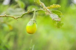 Fresco amarillo berenjenas en el árbol antes de siendo cosechado por agricultores foto