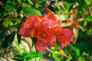 Bougainvillea flowers or paper flowers are very famous in Indonesia as an ornamental plant that blooms beautifully in the dry season photo