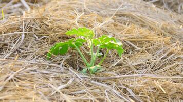 sandía planta semillas plantado alrededor seco Paja foto