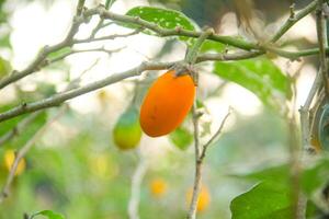 Fresh yellow eggplants on the tree before being harvested by farmers photo