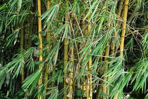 Yellow bamboo tree that grows in the countryside photo