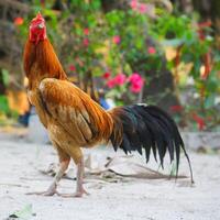 A fighting rooster walking side view photo