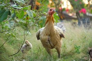 The hen and her chicks look for natural food in the green grass photo