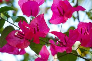 Bougainvillea flowers or paper flowers are very famous in Indonesia as an ornamental plant that blooms beautifully in the dry season photo