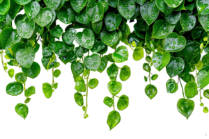 AI generated Fresh green ivy leaves with water droplets isolated on a transparent background, suitable for eco friendly and botanical concepts png