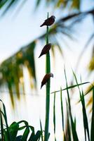 Three birds are perched on the top of the leaves photo