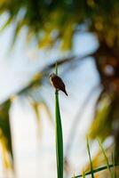 Lonely bird is watching sunrise photo