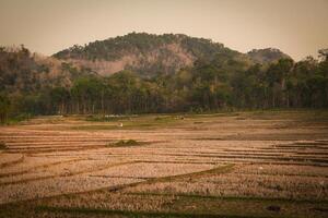 paisaje de arroz campos foto