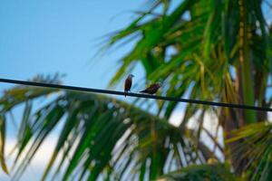 2 birds relaxing together photo