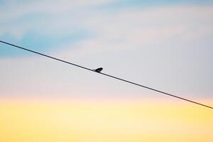 solitario pájaro en poder línea foto