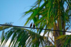 2 birds relaxing together on power line photo
