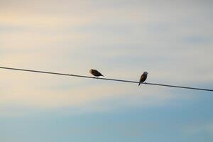 Two birds are perched on a power line photo