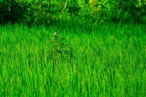 Bird in the Middle of Rice Fields photo