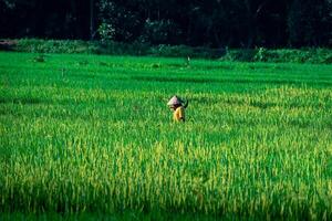 Lone Farmer in the Rice Fileds photo