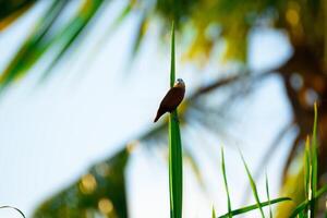 un pájaro es mirando directamente a el cámara foto