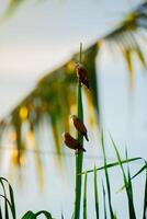 Three Birds are watching sunrise photo