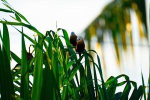 Birds are perched on the top of the leaves photo