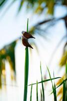 Two Birds are arguing on the top of the leaves photo