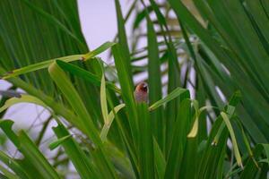 Lonely Bird on Green Leaves photo