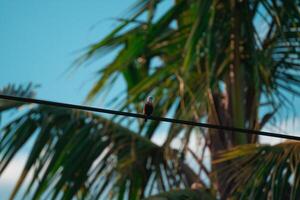 Bird on power line photo