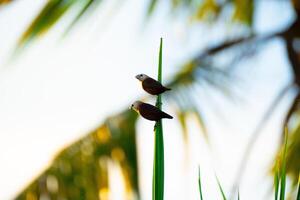 Two birds are enjoying sunrise photo