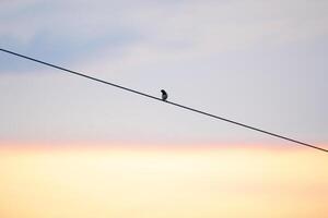 The Lonely Bird photo