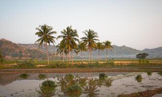 Coconut Trees at rice fields photo