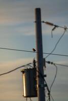 solitario pájaro es encaramado en el poder línea foto