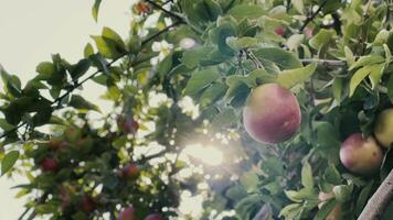 fruit perzik boom in zonnig dag video