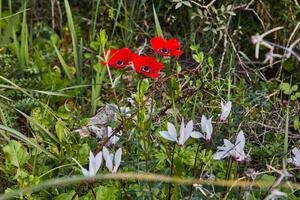 Red anemone flowers in a vibrant field with yellow and purple flowers under the sun photo