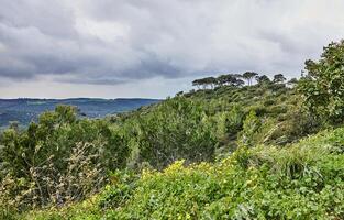 Scenic view from mount carmel in haifa with coniferous and deciduous trees and storm clouds photo