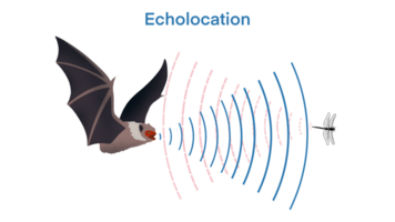 echolocation in bat, bat hunt their prey by making high pitched sounds and listening for echoes, Echolocation in Bat, Echo. Audio source from the speaker hitting an obstacle, prey, returning, Bio sona png