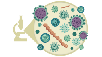 animal cell anatomy, biological animal cell with organelles cross section, Animal cell structure. Educational material, Anatomy of animal cell, Basic cells in animals, medical biology for school png