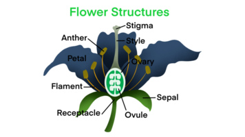 flor estruturas, biologia, floração plantar reprodução, flores conter masculino sexo órgãos ligar estames, plantar reprodução é a Produção do Novo descendência dentro plantas png