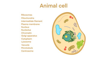 animal cell anatomy, biological animal cell with organelles cross section, Animal cell with placed text annotations to all organelles, Animal cell structure. Educational material png