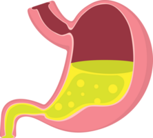 illustration stomach simple png