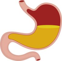 illustration stomach simple png