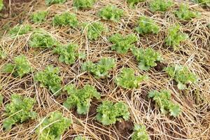 orgánico y no tóxico vegetal creciente en suelo. vegetal ensalada granja con hermosa colores, limpio, Fresco y seguro. orgánico agricultura concepto. sano comida foto