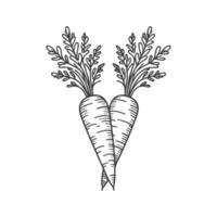 A carrot minimalist one line continuous art vector design isolated on a white background. Sketch or drawing.