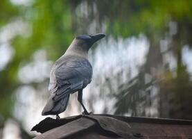 The crow top of the house photo