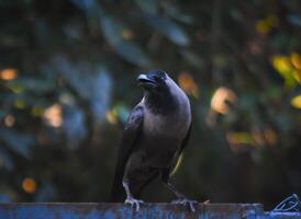 The black crow photo