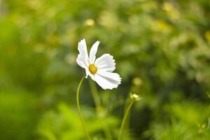la flor blanca foto
