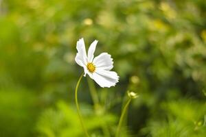 The white flower photo